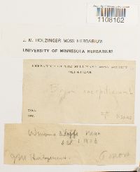 Bryum caespiticium image