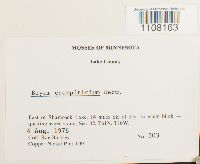 Bryum caespiticium image