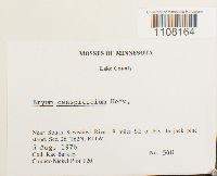 Bryum caespiticium image