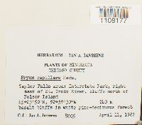 Media resource of Rosulabryum capillare