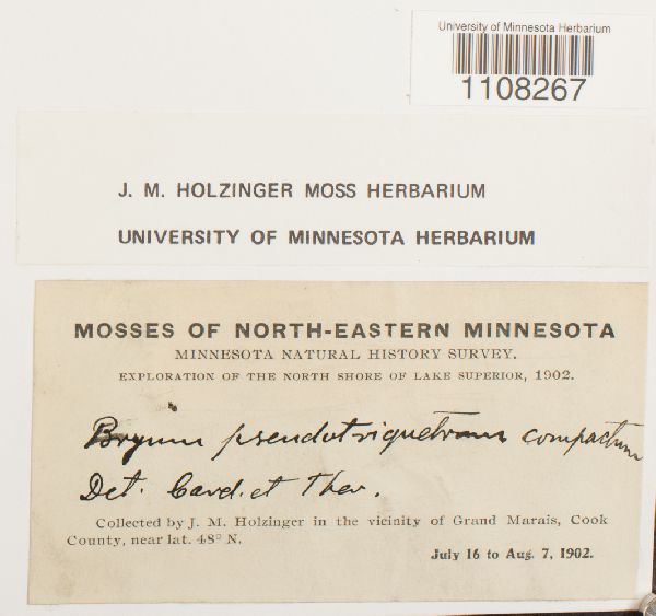Bryum pseudotriquetrum var. compactum image