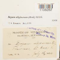 Bryum uliginosum image