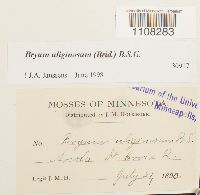 Bryum uliginosum image
