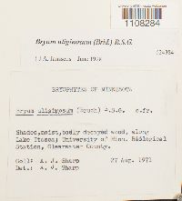 Bryum uliginosum image