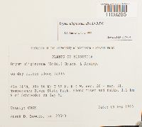 Bryum uliginosum image