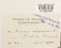 Bryum uliginosum image