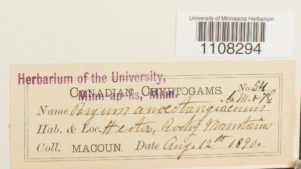 Bryum anoectangiaceum image