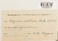 Bryum arcticum image