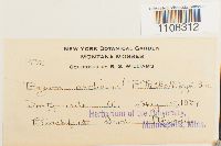 Bryum arcticum image