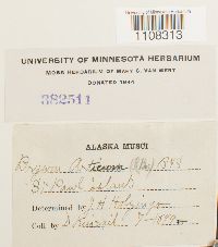 Bryum arcticum image