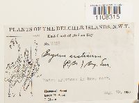 Bryum arcticum image