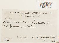 Bryum arcticum image