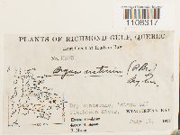 Bryum arcticum image