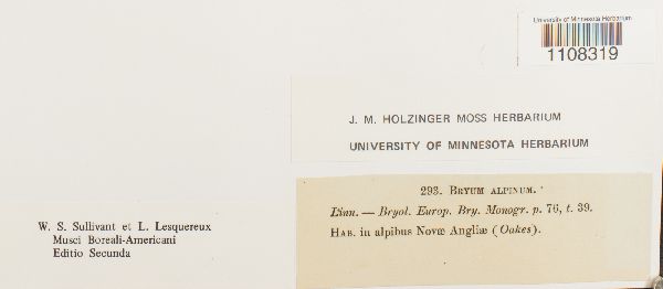 Bryum alpinum image