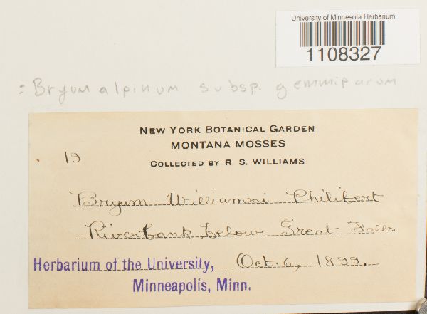 Bryum alpinum subsp. gemmiparum image