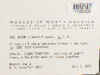 Ptychostomum pendulum image