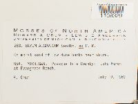 Ptychostomum pendulum image