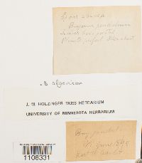 Ptychostomum pendulum image