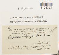 Ptychostomum pendulum image