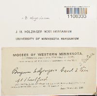 Ptychostomum pendulum image