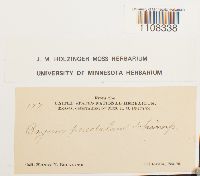 Bryum algovicum var. algovicum image