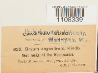 Bryum algovicum var. algovicum image