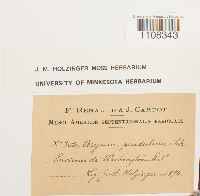 Bryum algovicum var. algovicum image