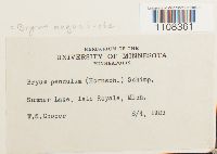 Bryum algovicum var. algovicum image