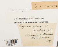 Bryum argenteum image