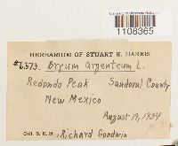 Bryum argenteum image