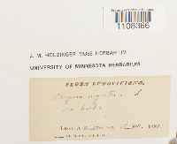 Bryum argenteum image