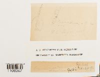 Bryum argenteum image