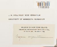 Bryum argenteum image