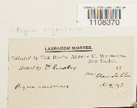 Bryum argenteum image