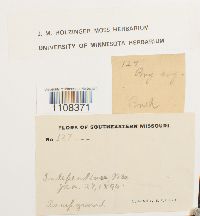 Bryum argenteum image