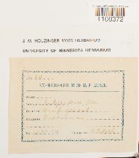 Bryum argenteum image