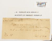 Bryum argenteum image