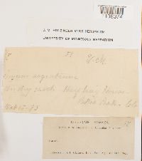 Bryum argenteum image