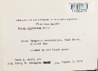 Bryum argenteum image