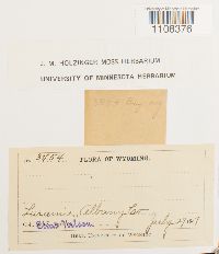 Bryum argenteum image