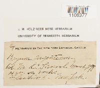 Bryum argenteum image