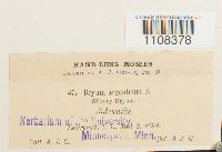 Bryum argenteum image