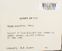 Bryum argenteum image