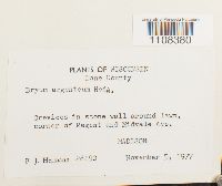 Bryum argenteum image