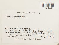 Bryum argenteum image