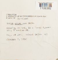 Bryum argenteum image