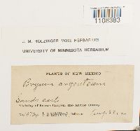 Bryum argenteum image