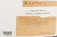 Bryum argenteum image