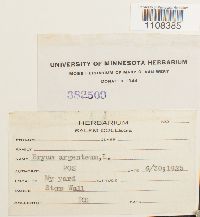 Bryum argenteum image