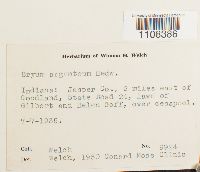 Bryum argenteum image